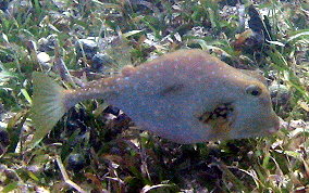 Buffalo Trunkfish - Lactophrys trigonus 