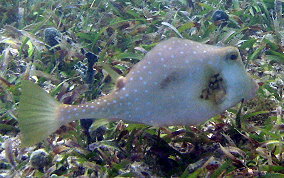 Buffalo Trunkfish - Lactophrys trigonus 