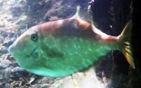 Unicorn Filefish - Aluterus monoceros