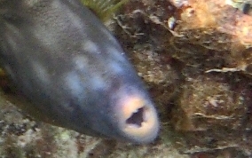 Slender Filefish - Monacanthus tuckeri