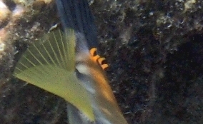 Slender Filefish - Monacanthus tuckeri