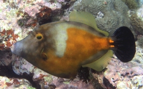 Slender Filefish - Monacanthus tuckeri