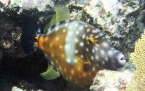 Slender Filefish - Monacanthus tuckeri