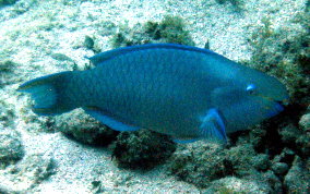 Blue Parrotfish