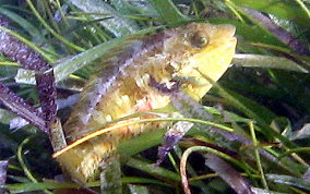 Bucktooth Parrotfish - Sparisoma radians