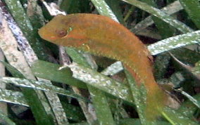 Bucktooth Parrotfish - Sparisoma radians