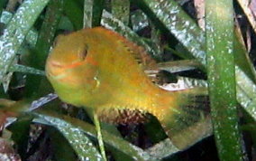 Bucktooth Parrotfish - Sparisoma radians