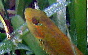 Bucktooth Parrotfish - Sparisoma radians