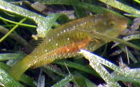 Bucktooth Parrotfish - Sparisoma radians