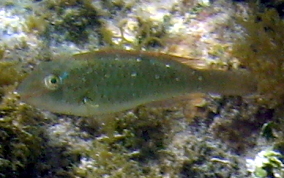 Bucktooth Parrotfish - Sparisoma radians