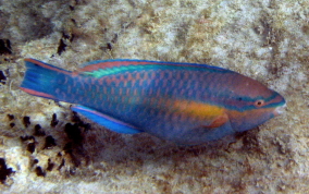 Princess Parrotfish