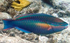 Princess Parrotfish - Scarus taeniopterus