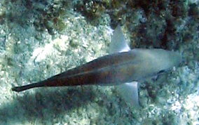 Queen Parrotfish - Scarus vetula