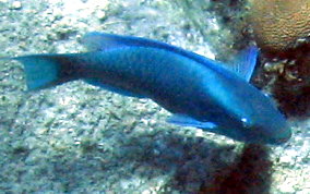 Queen Parrotfish - Scarus vetula