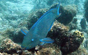 Queen Parrotfish - Scarus vetula