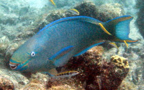 Queen Parrotfish - Scarus vetula