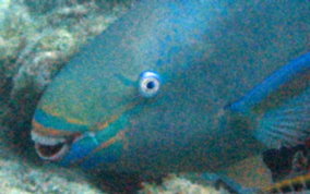 Queen Parrotfish - Scarus vetula