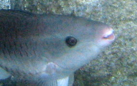 Queen Parrotfish - Scarus vetula