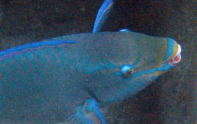 Queen Parrotfish - Scarus vetula