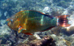 Rainbow Parrotfish - Scarus guacamaia