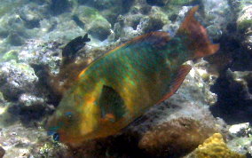 Rainbow Parrotfish - Scarus guacamaia