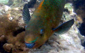 Rainbow Parrotfish - Scarus guacamaia