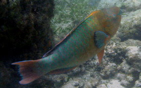 Rainbow Parrotfish - Scarus guacamaia