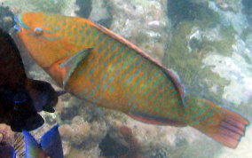 Rainbow Parrotfish - Scarus guacamaia