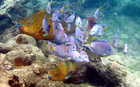 Rainbow Parrotfish - Scarus guacamaia