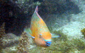 Rainbow Parrotfish - Scarus guacamaia