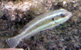 Redband Parrotfish Juvenile