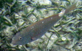 Redband Parrotfish