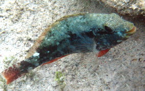 Redband Parrotfish