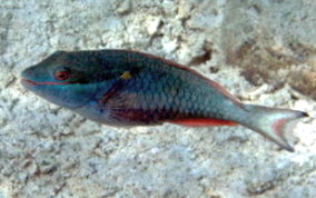 Redband Parrotfish