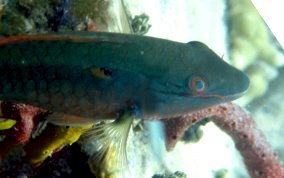 Redband Parrotfish