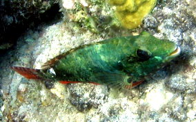 Redband Parrotfish