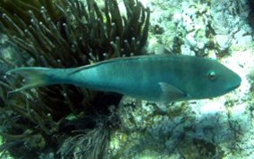 Redfin/Yellowtail Parrotfish- Sparisoma rubripinne