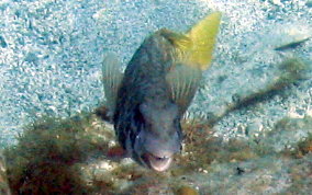 Redfin/Yellowtail Parrotfish- Sparisoma rubripinne