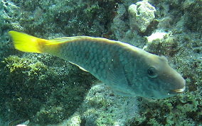 Redfin/Yellowtail Parrotfish- Sparisoma rubripinne