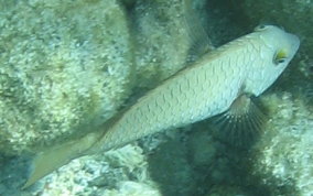 Redfin/Yellowtail Parrotfish- Sparisoma rubripinne