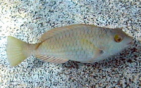 Redfin/Yellowtail Parrotfish- Sparisoma rubripinne