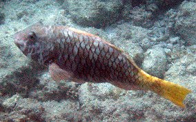 Redfin/Yellowtail Parrotfish- Sparisoma rubripinne