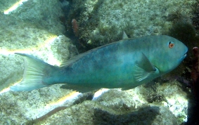 Redfin/Yellowtail Parrotfish- Sparisoma rubripinne