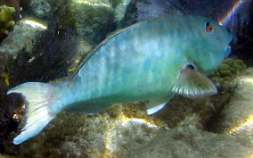 Redfin/Yellowtail Parrotfish- Sparisoma rubripinne