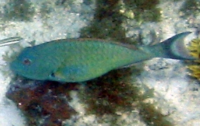 Redtail Parrotfish