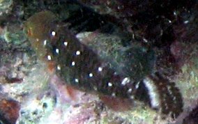 Stoplight Parrotfish - Sparisoma viride 