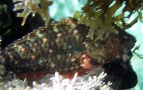 Stoplight Parrotfish - Sparisoma viride 