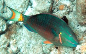 Stoplight Parrotfish - Sparisoma viride 