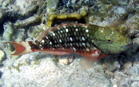 Stoplight Parrotfish - Sparisoma viride 