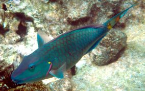 Stoplight Parrotfish - Sparisoma viride 